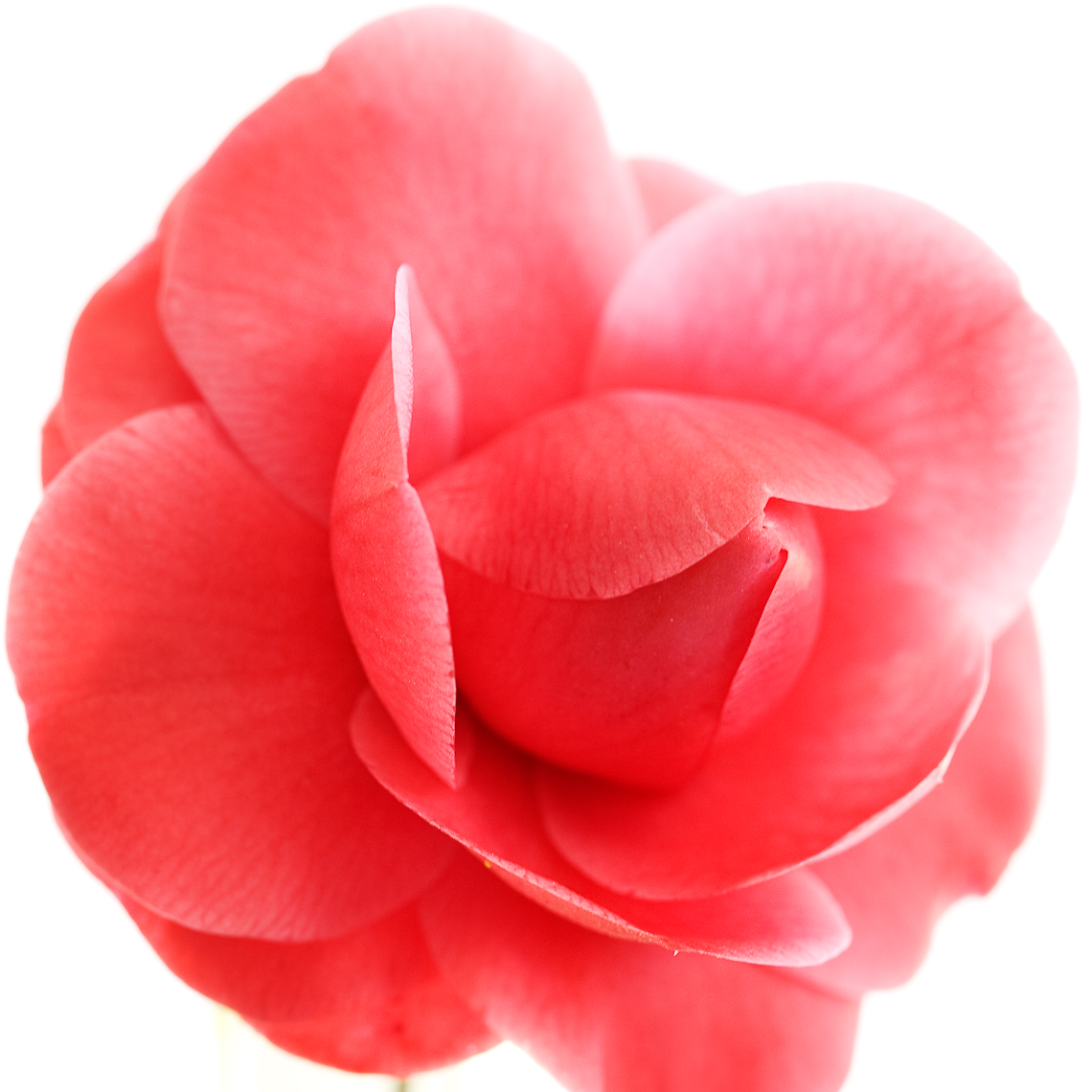 southern_camelia4288